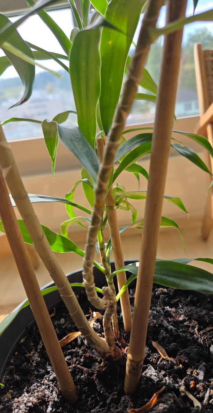 Plantes & graines: Drachenbaum (ca. 62cm) – D'occasion à Zürich par wile_coyote 4