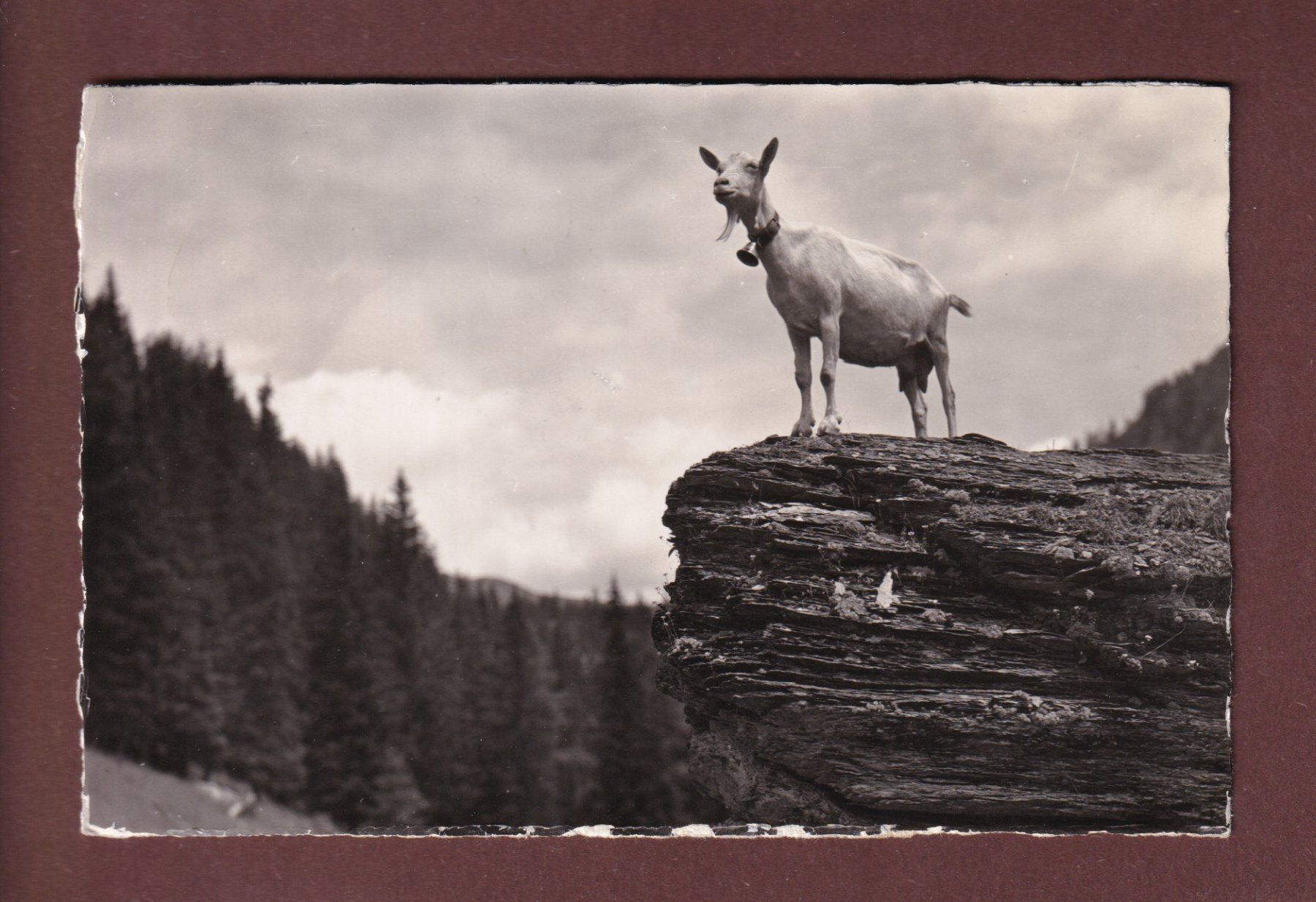 Cartoline postali: ZIEGE der Saanenrasse - 1941 – Usato da Pully venduto da nicecards-shop