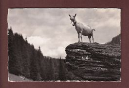 ZIEGE der Saanenrasse - 1941