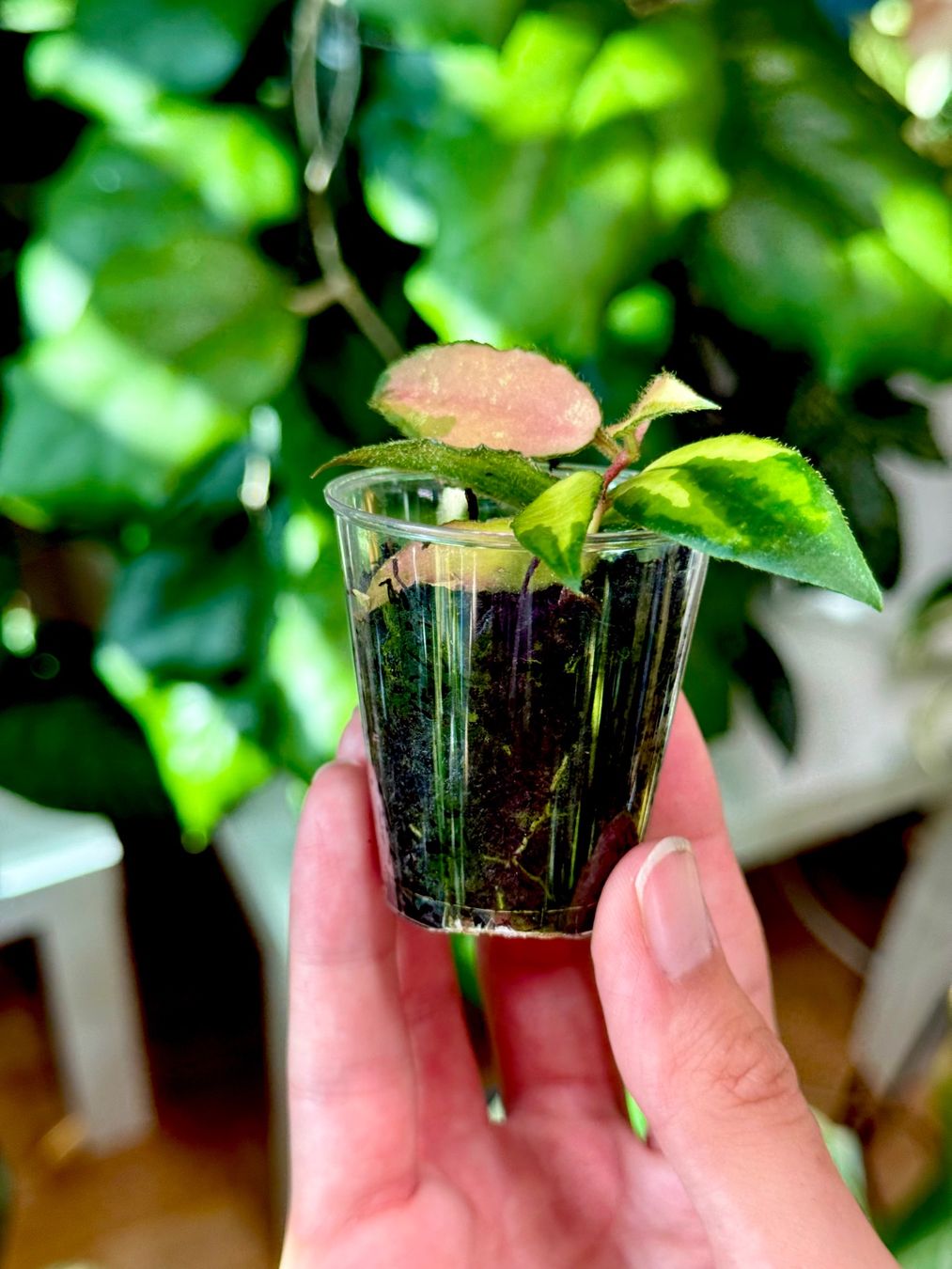 Pflanzen & Samen: Hoya caudata variegata 🦄✨ – Neu (gemäss Beschreibung) aus Bachenbülach von ilawega 2