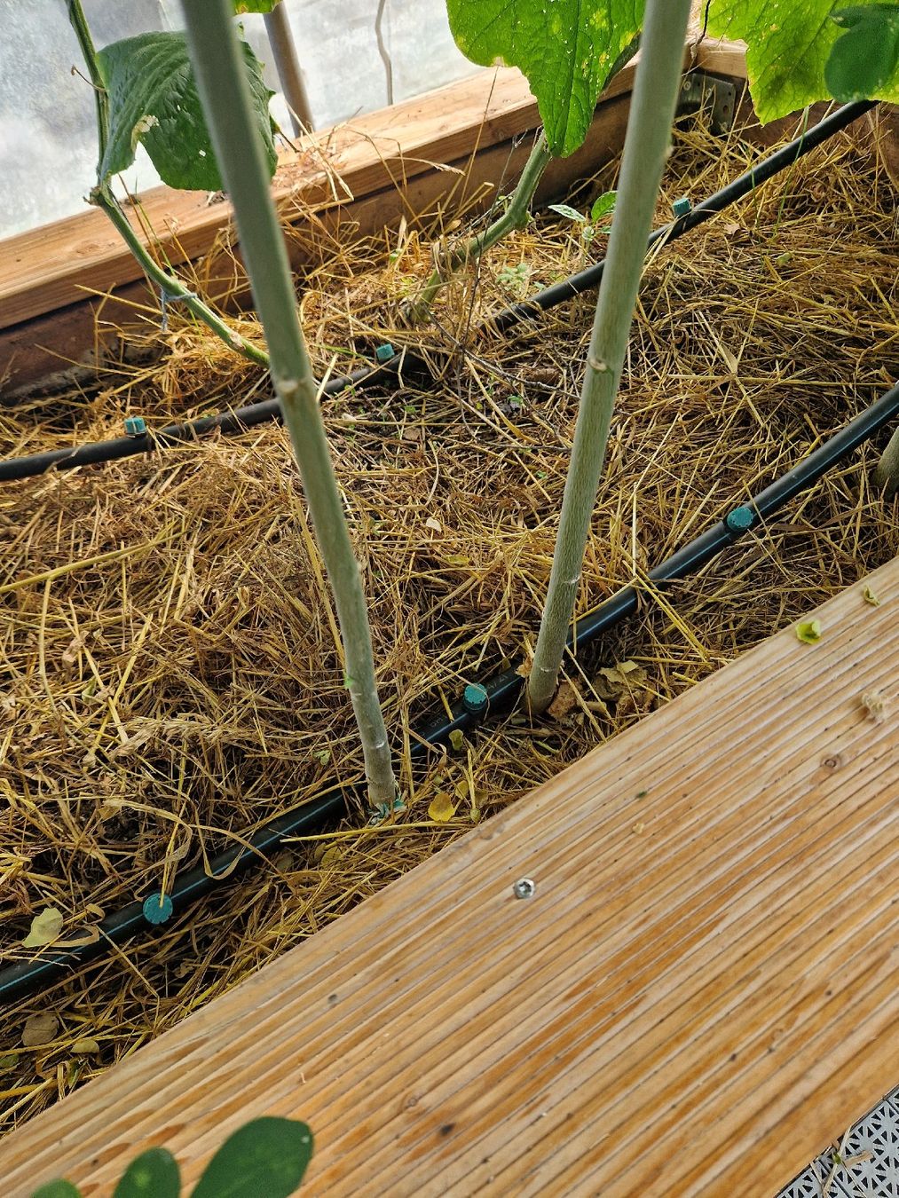 Piante & sementi: Moringa Pflanzen ca 140 cm.Gross – Usato da Rothrist venduto da Aloe16 1