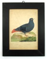 François N. Martinet (1731-1800) Pigeon Ramier de Madacascar