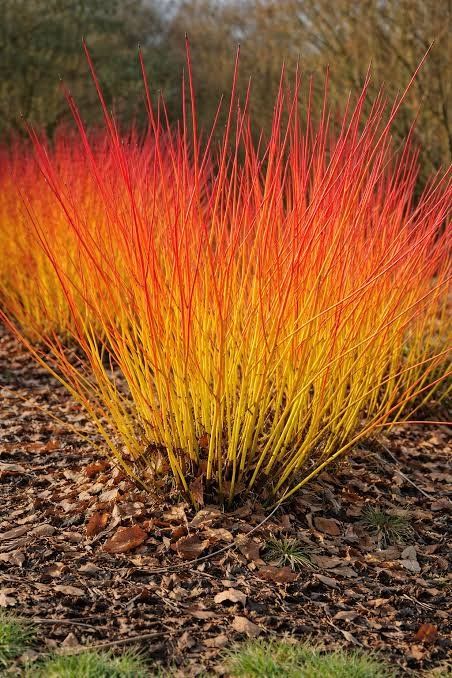 Pflanzen & Samen: Cornouiller sanguin 'Midwinter Fire'  4x  15-20cm – Gebraucht aus Bremblens von FIBONACCI369