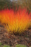 Cornouiller sanguin 'Midwinter Fire'  4x  15-20cm