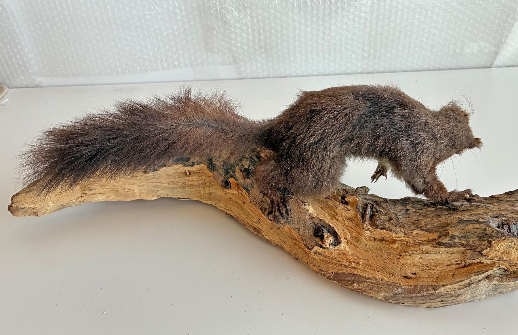 Il mondo degli animali: Eichhörnchen auf Holz – Usato da Bäretswil venduto da robsonantik 3