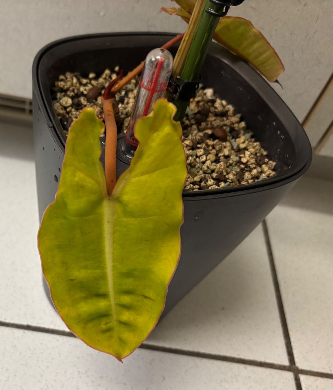 Plantes & graines: Philodendron Billietiae Variegata – D'occasion à Zollikerberg par Jvac 4