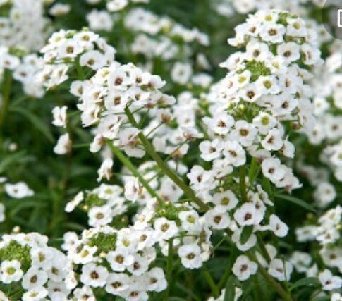 Piante & sementi: 100 SAMEN STEINKRAUT WEISS ALYSSE BLANC ALYSSO BIANCO – Nuovo e nell'imballaggio originale da Rovio venduto da POSITIFFARTandPLANTS 4