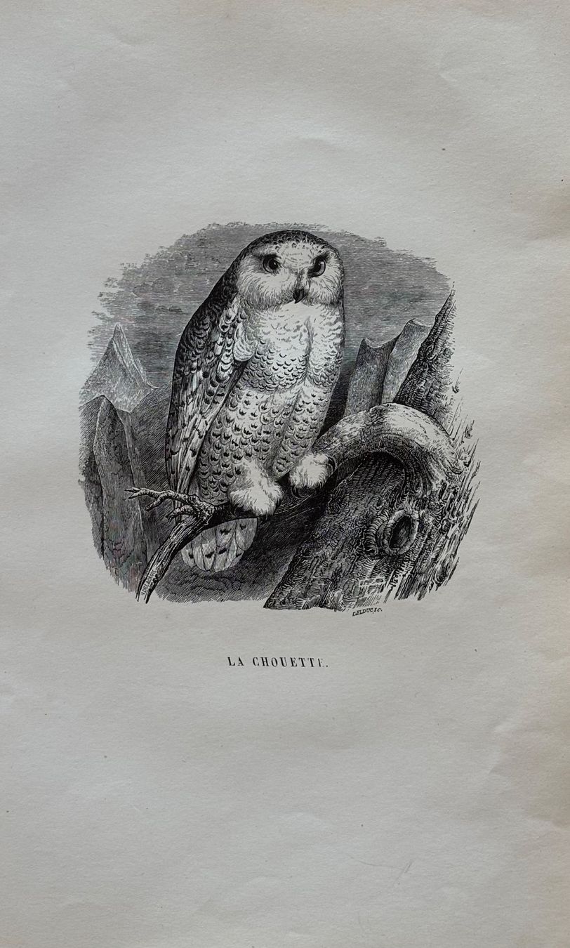 Stiche: Stahlstich 1843 - Schneeeule, Eule – Gebraucht aus Frauenfeld von Merk52