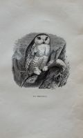 Stahlstich 1843 - Schneeeule, Eule