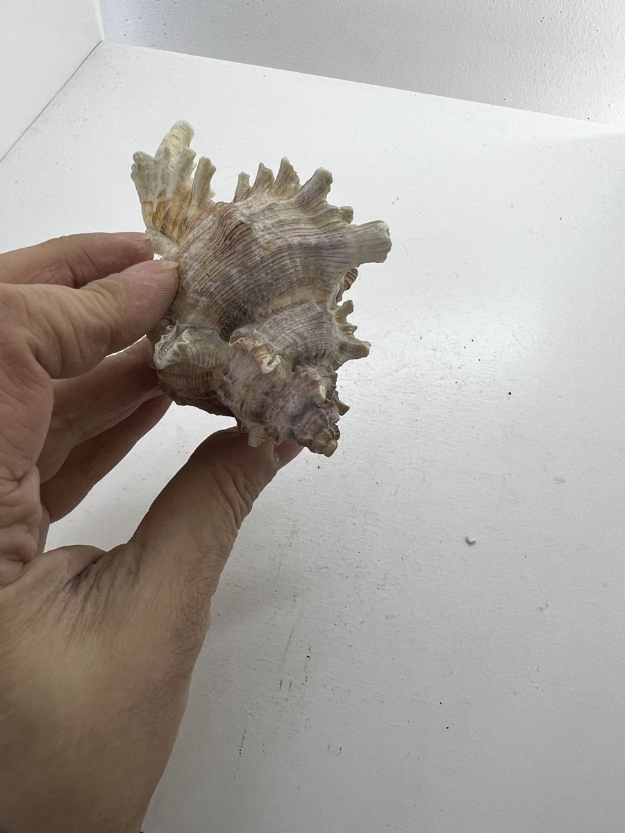 Fossilien: 2 grosse Meeresschnecken Häuser – Gebraucht aus Wettingen von NickInc 2