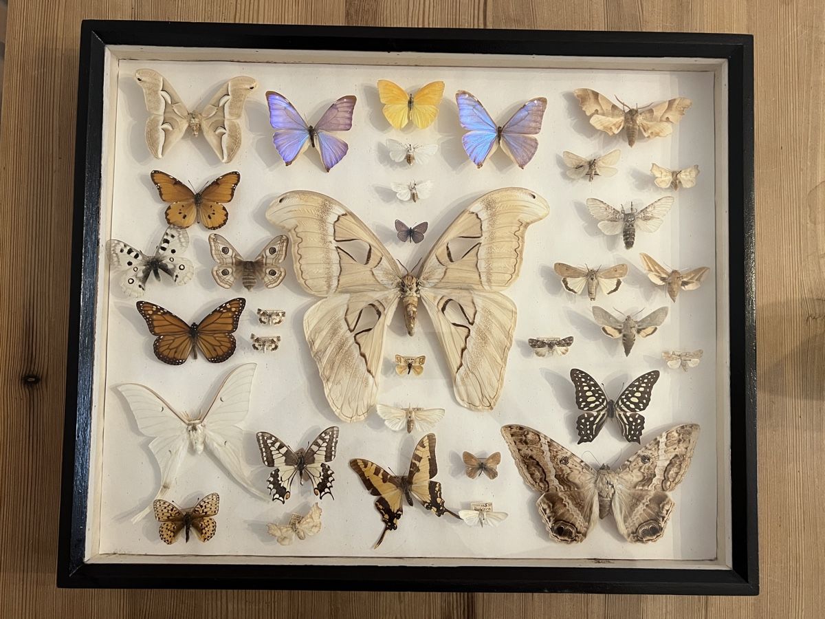 Vitrinen: Schmetterling Sammlung Schaukasten Holz – Gebraucht aus Zürich von ViolettRosenRot 3