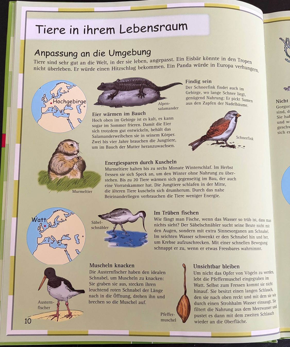 Libri: Kinderatlas ,,Tiere“ – Usato da Adliswil venduto da Myxin 2