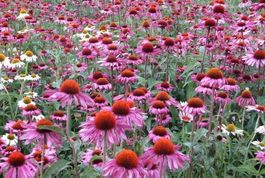 100 Samen ECHINACEA Purpurea Staude