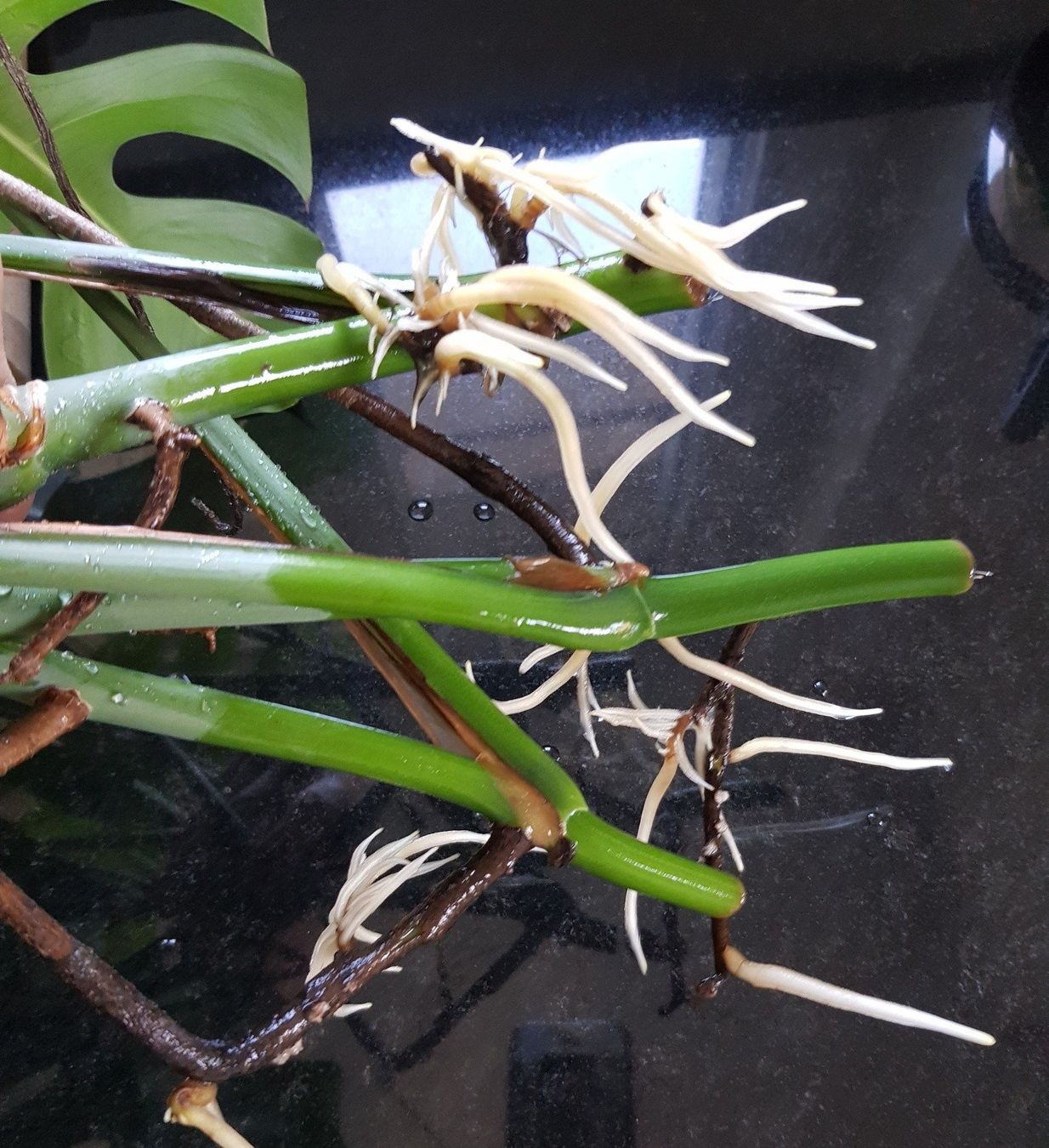 Piante & sementi: 3 Monstera Stecklinge in Wasser – Usato da Zürich venduto da Asti10 1