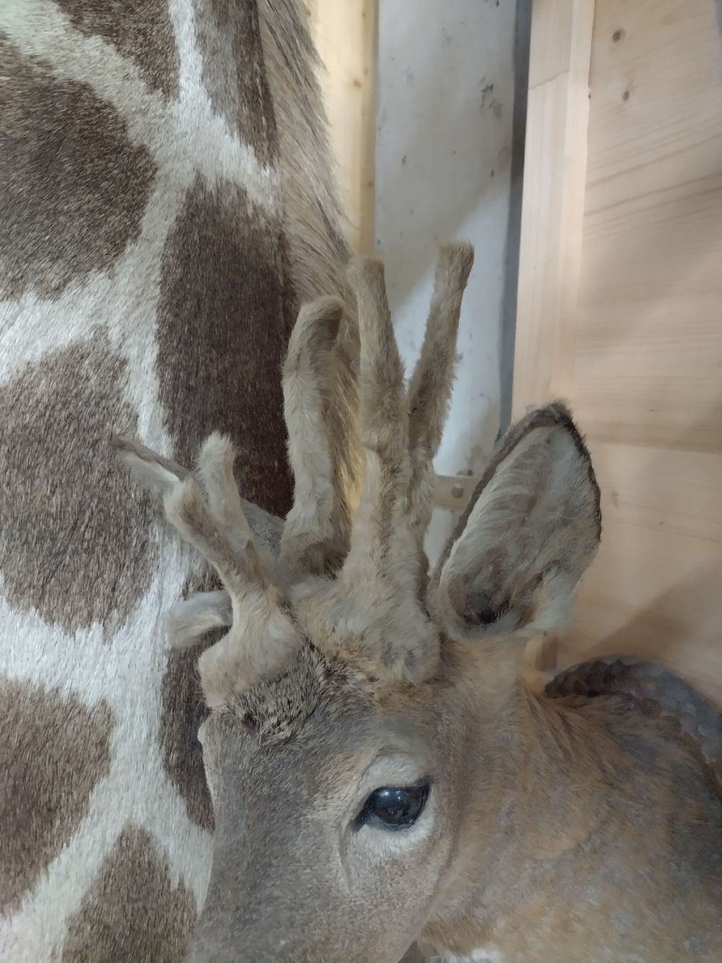 Il mondo degli animali: Perückenbock!! Rehbock Trophäe, Wanddeko, Jagdtrophäe, – Usato da Wettingen venduto da Bwalti 3