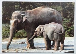 Zoologischer Garten Zürich, Indische Elefanten