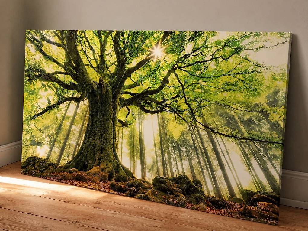 Foto & Immagini: XXL Leinwandbild Weiser Baum / Wald – Usato da zug venduto da kpo_bn6f