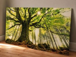XXL Leinwandbild Weiser Baum / Wald