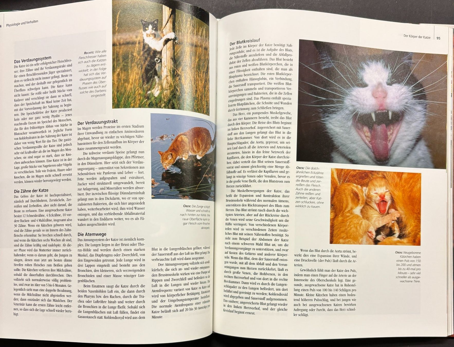 Libri: Katzen und ihre Welt – Nuovo e nell'imballaggio originale da Sarnen venduto da Livres 7
