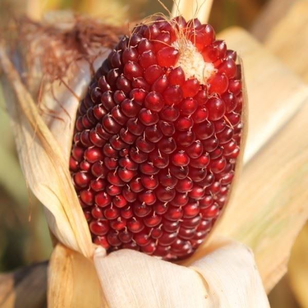 Piante & sementi: MAÏS FRAISE  15g – Nuovo (secondo la descrizione) da Bremblens venduto da FIBONACCI369 1