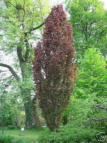 SÄULEN BLUTBUCHE BAUM 150 175 CM ! Kaufen auf Ricardo