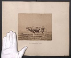 Fotografie Internationale Landwirtschaft