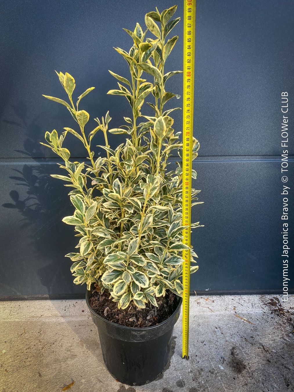 Pflanzen & Samen: Euonymus Japonicus ‘Aureus’ oder 'Bravo' - immergrün – Neu und originalverpackt aus Adliswil von TAKEYOURPLANT 8