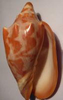 SEHR SELTENE- ROTE CYMBIOLA AULICA--MUSCHEL,-11,5 CM--F+++