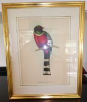 🌺 1xTropische Vögel Trogon Temnurus-John Gould (1804 - 81)