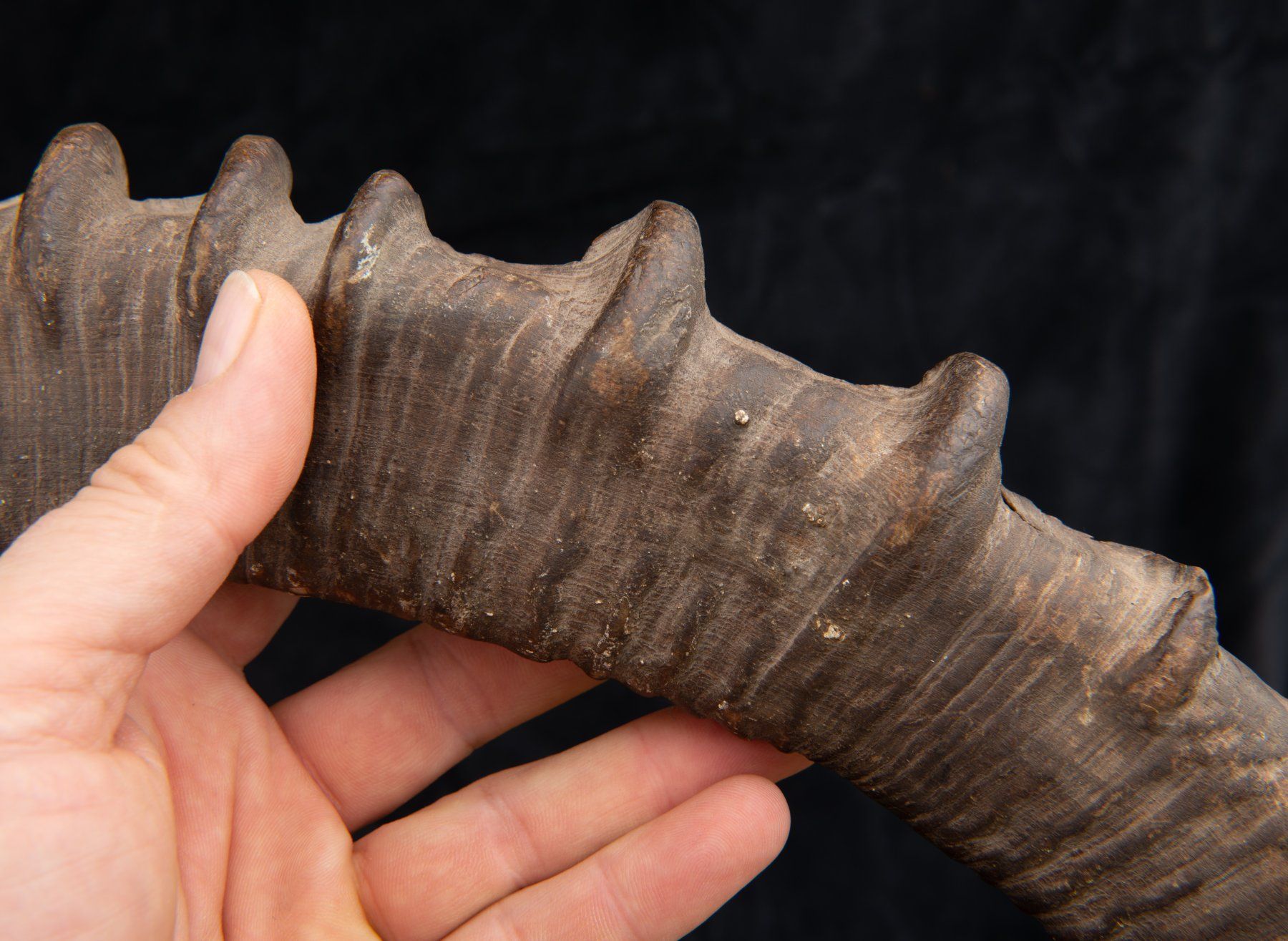 Welt der Tiere: Steinbock / Ibex Horn, alt und schön – Gebraucht aus Bern von  9
