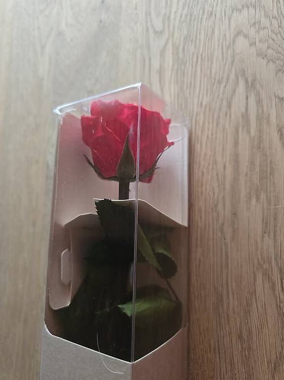 Piante & sementi: Echte konservierte Rose original verpackt – Nuovo e nell'imballaggio originale da Ennetbühl venduto da japtec
