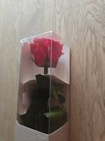Echte konservierte Rose original verpackt