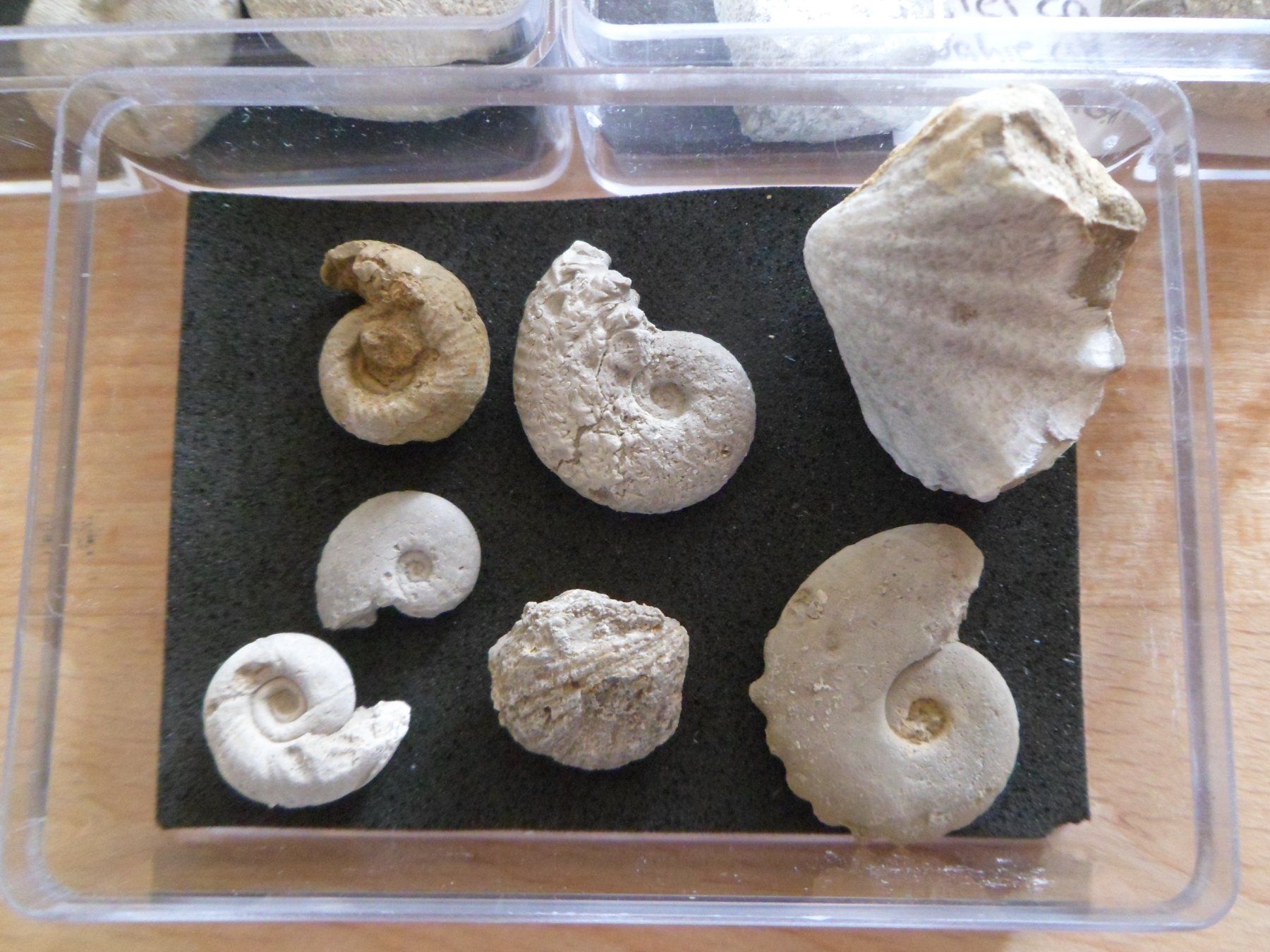 Fossili: Fossilien Schweiz – Usato da Affoltern am Albis venduto da Fossil60 3