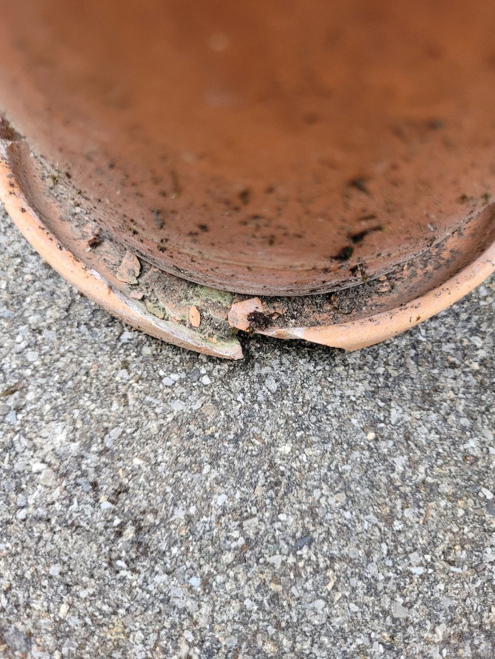 Piante & sementi: Robuste Pflanze für Terrasse – Usato da Ostermundigen venduto da dua_296 4