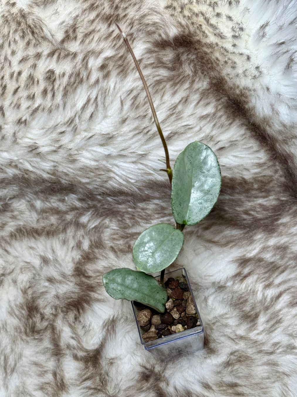 Piante & sementi: Hoya carnosa ‚Nova Ghost‘ – Nuovo (secondo la descrizione) da Bachenbülach venduto da ilawega