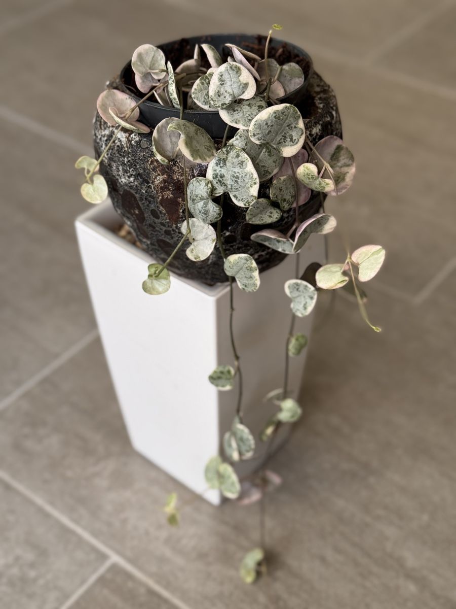 Piante & sementi: String of Hearts (philodendron) – Nuovo (secondo la descrizione) da Eglisau venduto da Plantwithjoy 1