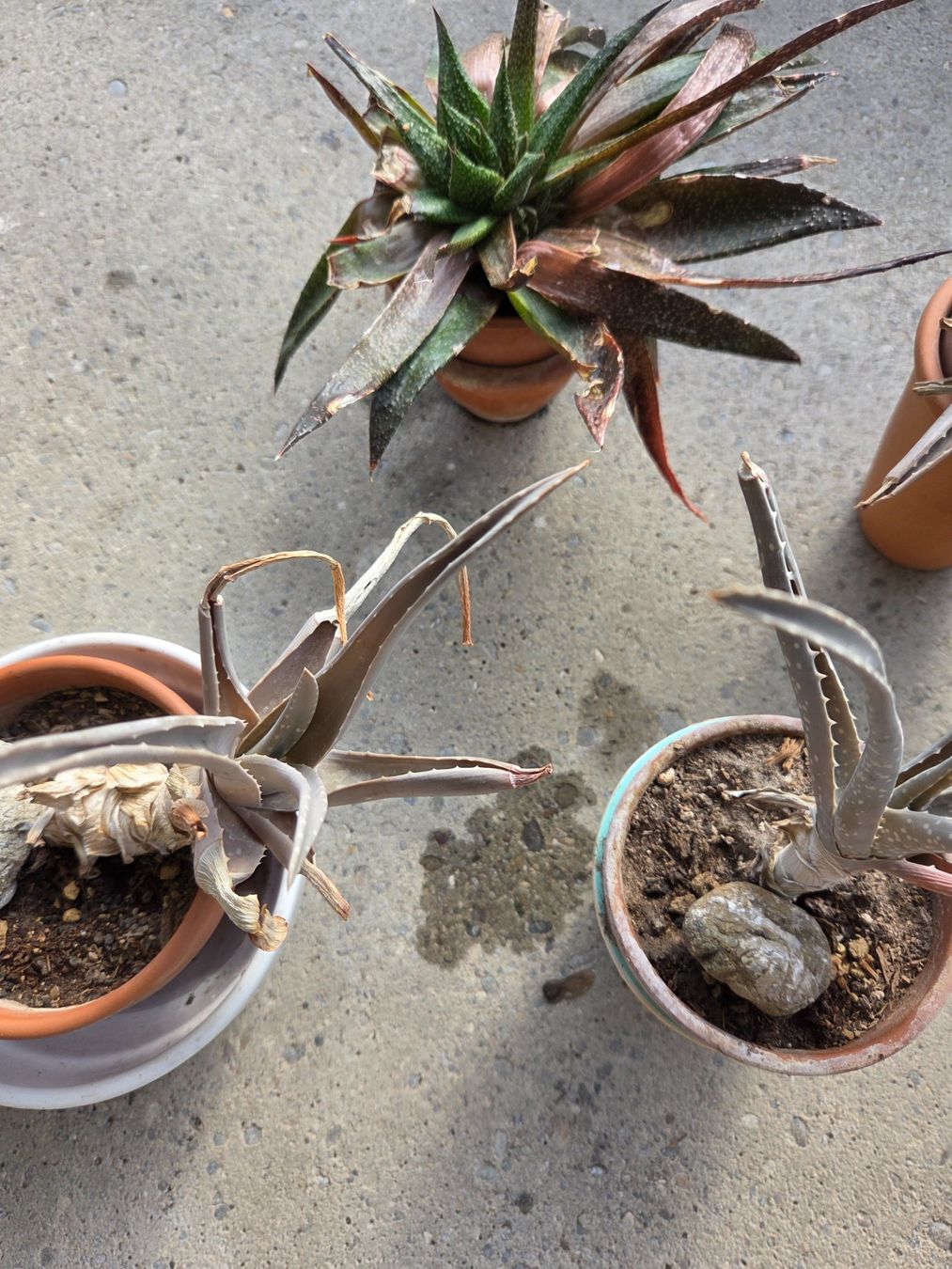 Piante & sementi: Aloe /Agave, versch.Pflanzen – Usato da Aarau venduto da Allerlei1978 3