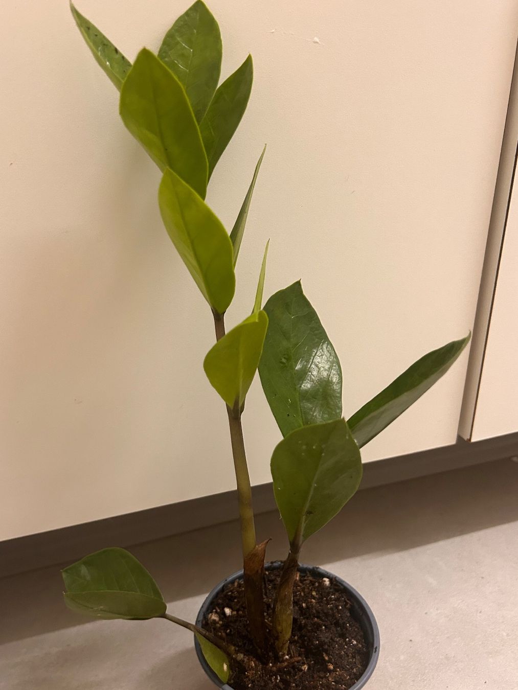 Plantes & graines: Glücksfeder 🌱 – D'occasion à Zürich par -Pflaenzlilade 1