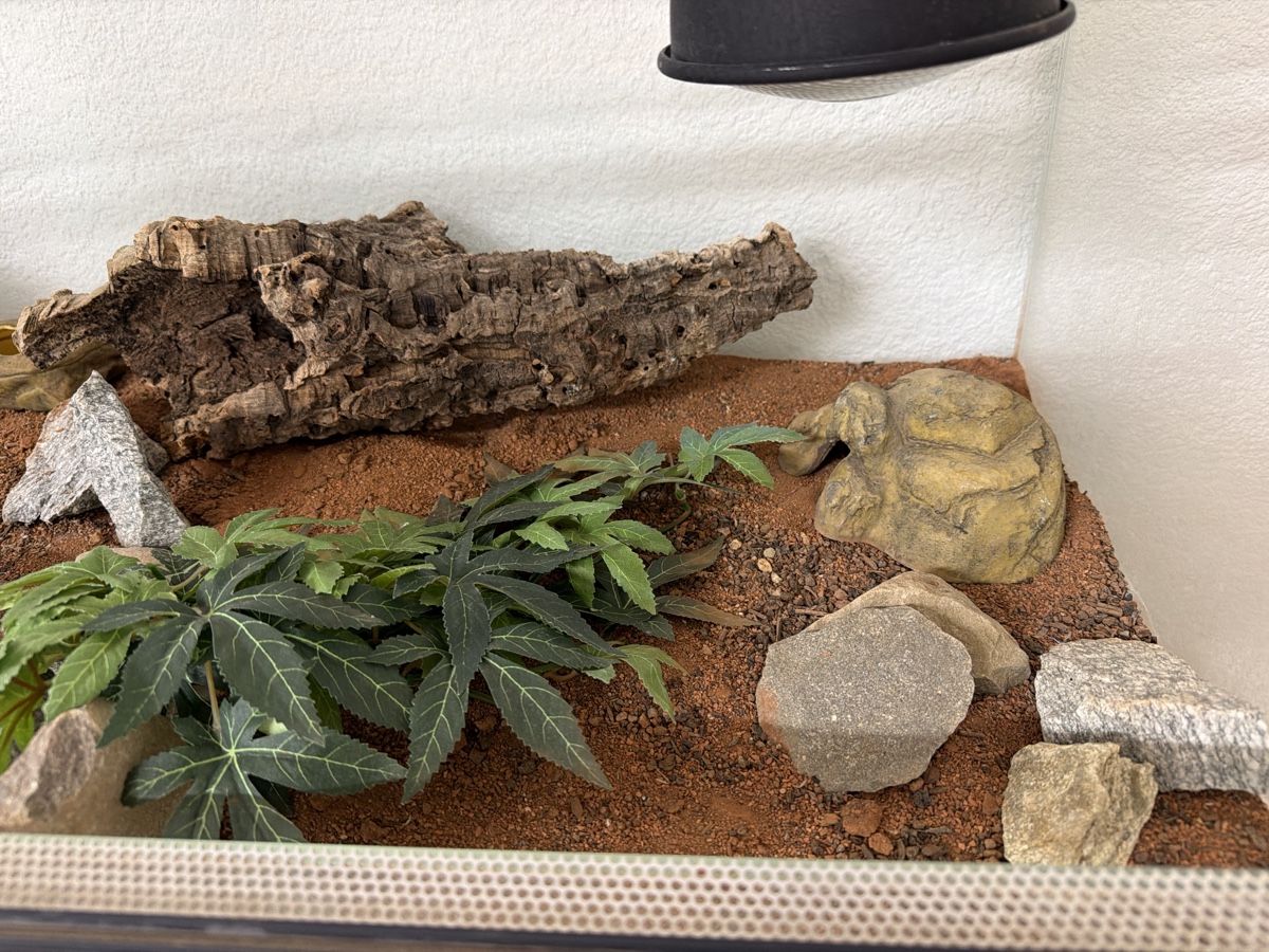 Terrario: Terrarium 100 x 50 x 50cm Leopardgecko – Usato da Menziken venduto da Razak 1