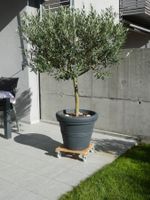 Olivenbaum im grossen Topf mit Rollbrett sehr guter Zustand