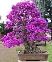 Lilas d'été violet 2x 15-20cm