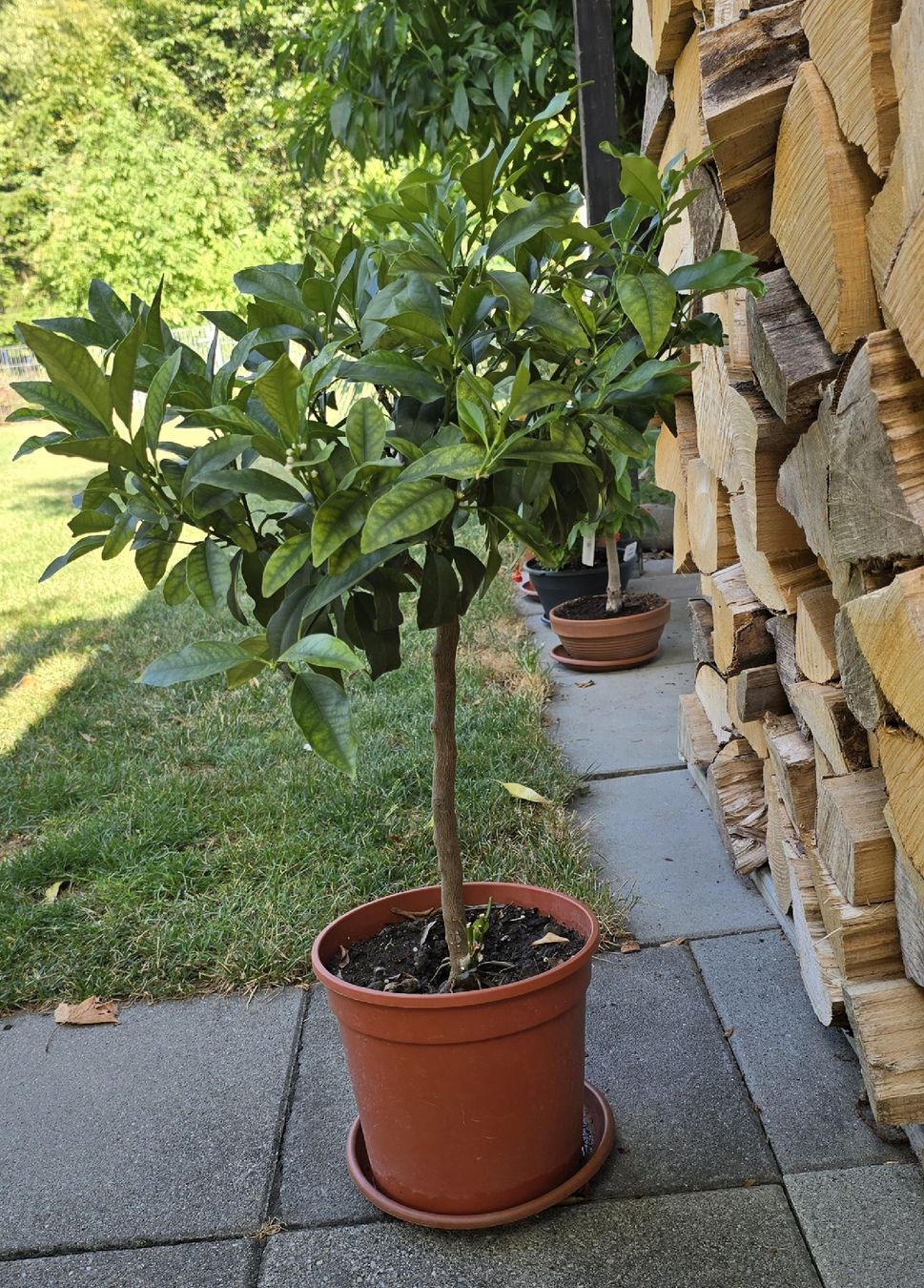 Pflanzen & Samen: Kumquat Stämmchen – Gebraucht aus Aarburg von popkorn65 2