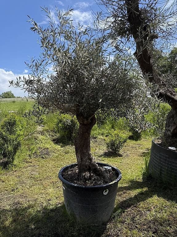 Piante & sementi: Olivenbaum "Olea Europea 01" – Nuovo (secondo la descrizione) da Zuckenriet venduto da Thur_Plant 2