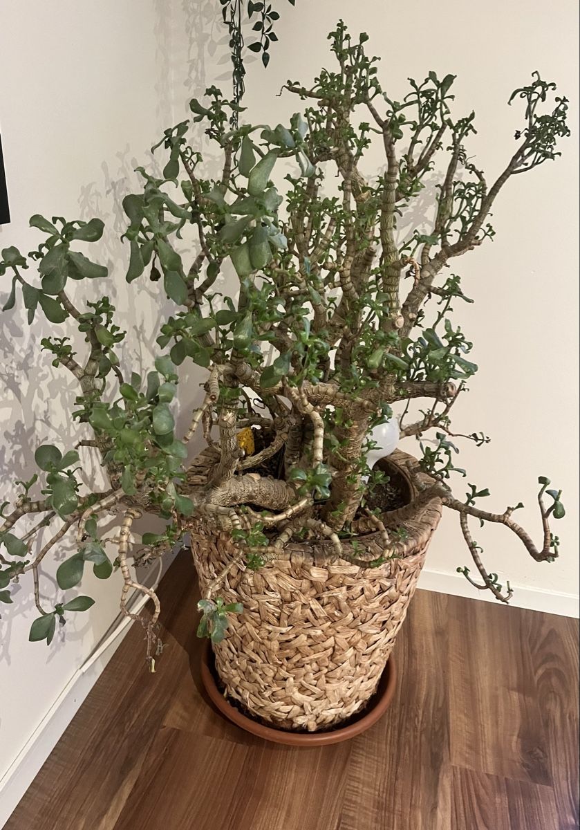 Plantes & graines: Grosse Crassula ovata Geldbaum – D'occasion à Niederbipp par paradisia2 1