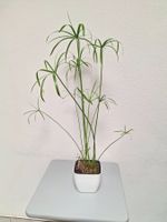 🌿 Papyrus-Pflanzen in hochwertigem Hydrokultur-System