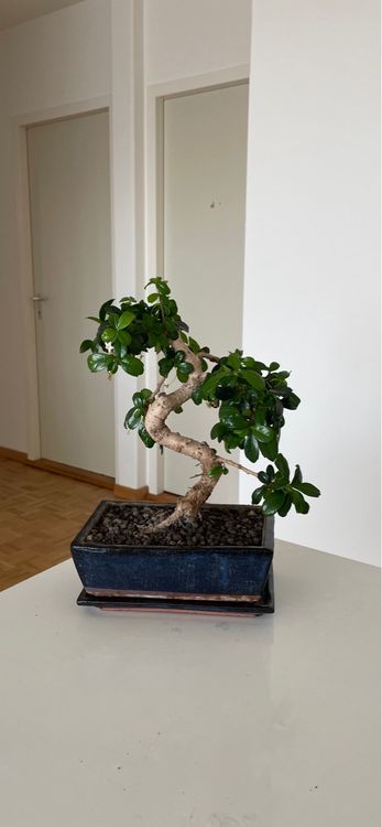 Set Regalo Bonsai Carmona (Fukientee) – 6 Anni – Kit Principiante Con Forbici E Concime - 4