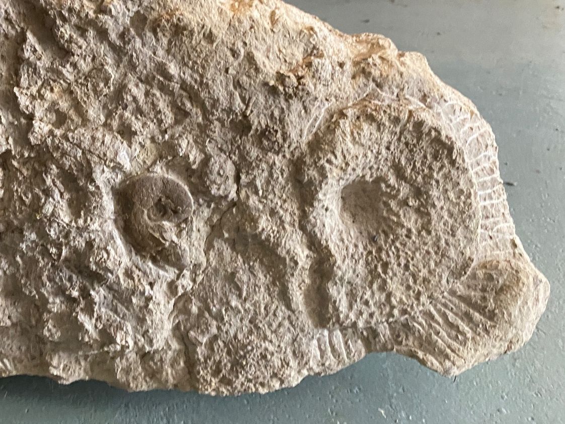 Fossili: Fossilienstufe Schweiz – Usato da Liestal venduto da Stephanoceras1 3