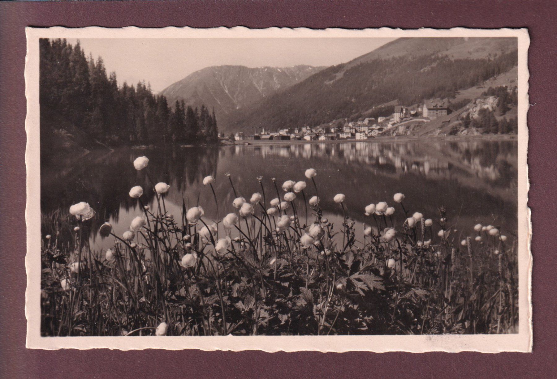 Cartoline postali: Davos - DAVOSERSEE - Trollblumen - 1935 – Usato da Pully venduto da nicecards