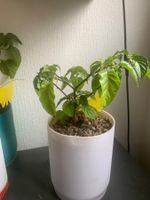Plant de piments habeneros