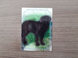 Harry Potter Panini Evolution Card 157: Schwarzer Hund Holo